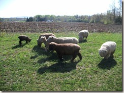 Sheep on the move 010